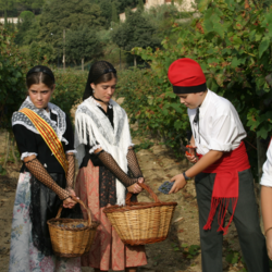 En septiembre huele a uva madura en el Maresme: ¡empieza la vendimia!