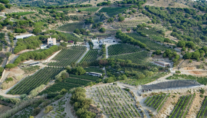 Fiesta Verema. Visita guiada al celler Alta Alella