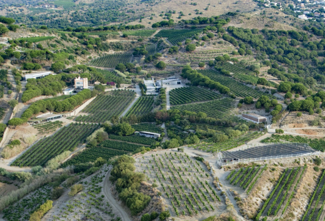 Festa Verema. Visita guiada al celler Alta Alella 1