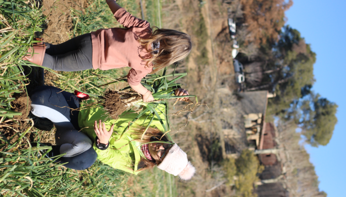 Activitat de collir calçots a Can Pins