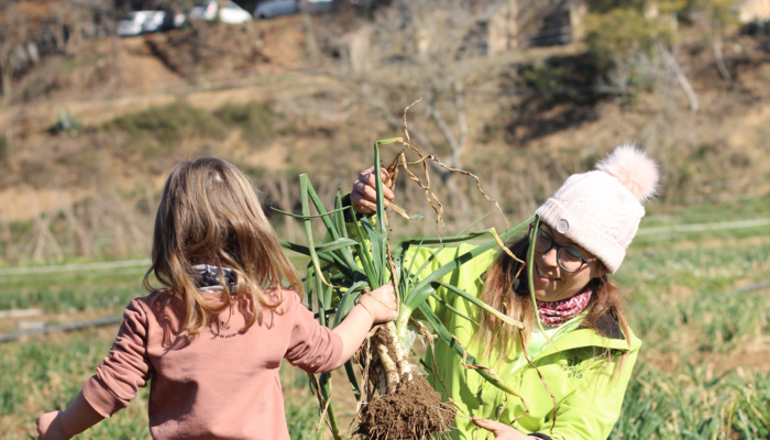 Activitat de collir calçots a Can Pins