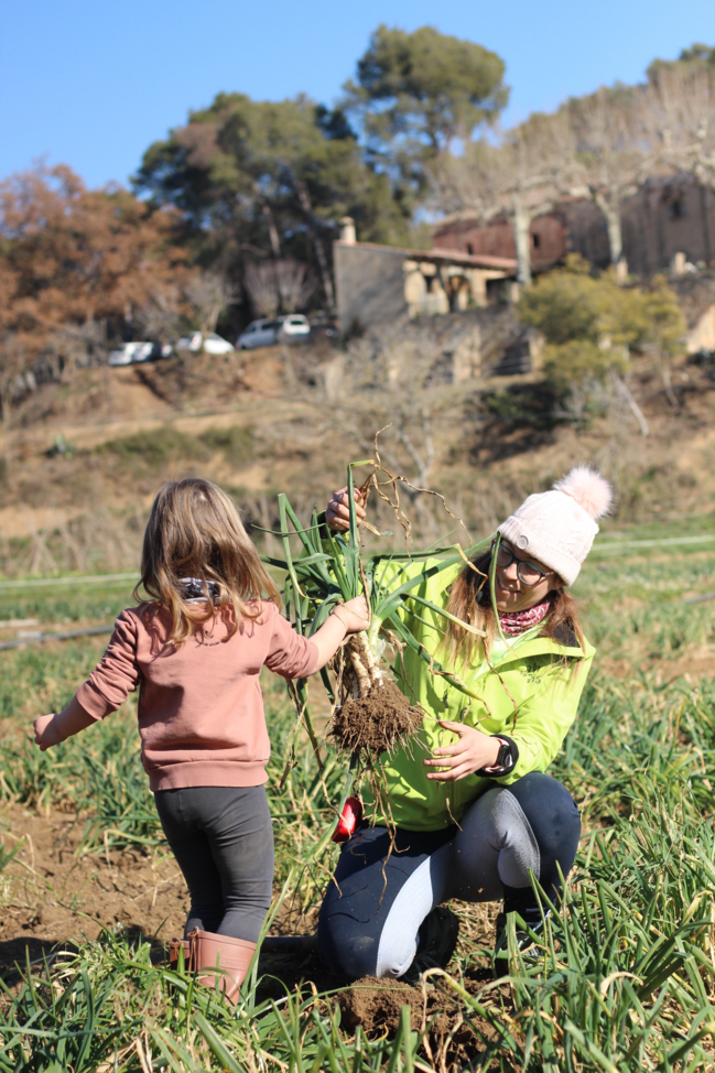 Activitat de collir calçots a Can Pins 1