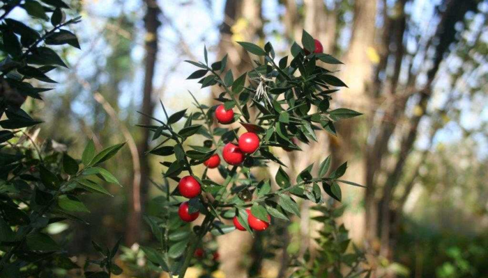 Paseos guiados. Plantas curanderas en otoño