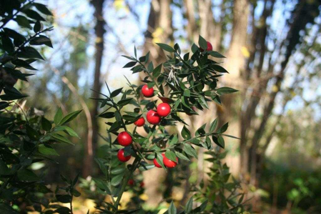 Paseos guiados. Plantas curanderas en otoño 1