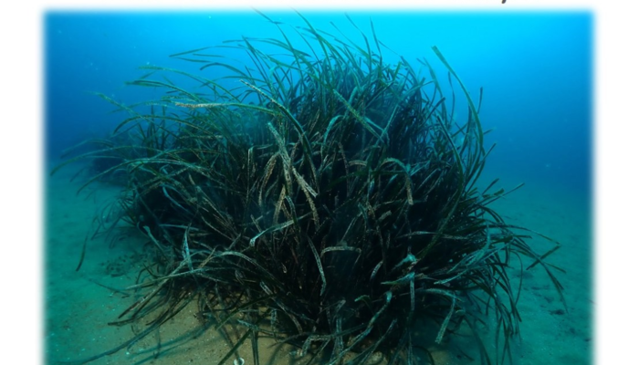 Jornada de voluntariat ambiental submarí