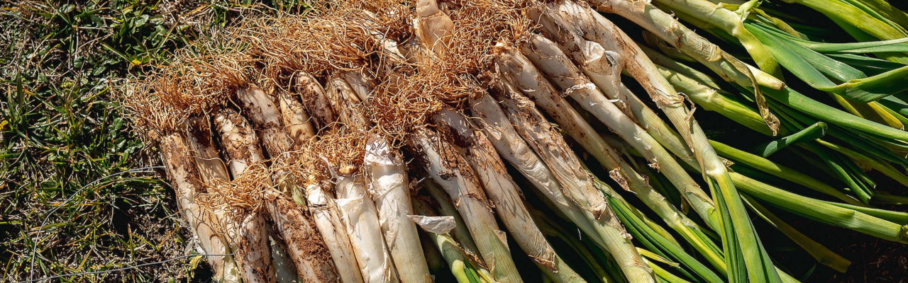 Calçots