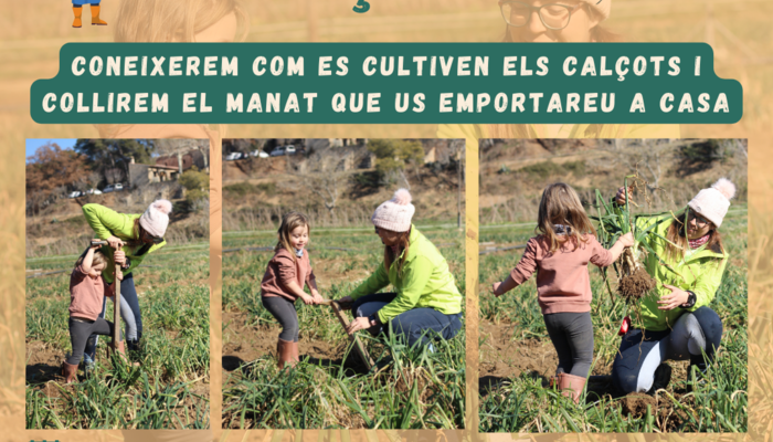 Activitat: collim calçots i fem calçotada a Can Pins