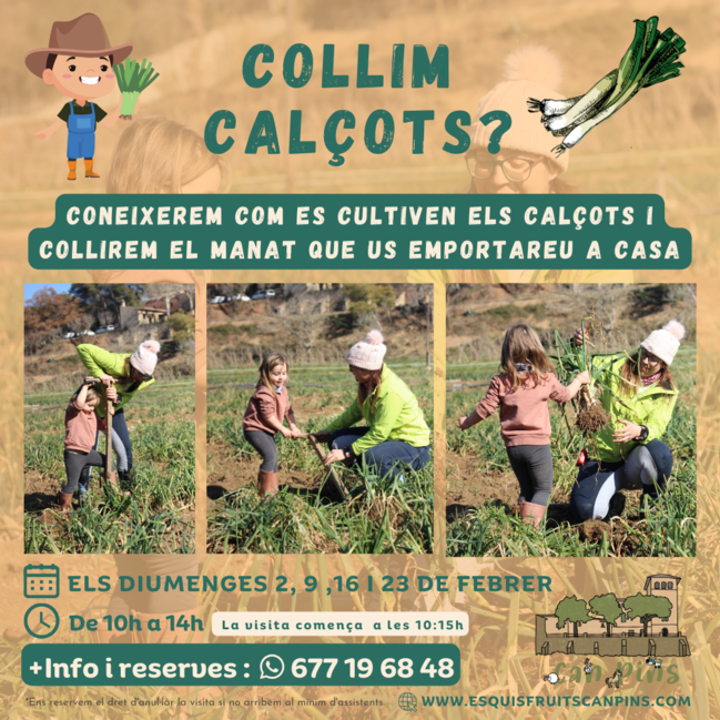 Activitat: collim calçots i fem calçotada a Can Pins 1