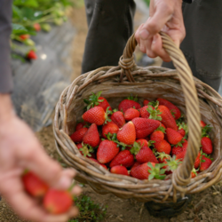 Saborea el Maresme con los mejores productos recomendados por la yaya