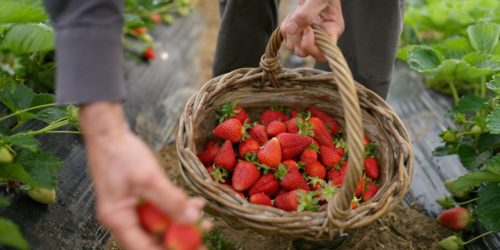 Saborea el Maresme con los mejores productos recomendados por la yaya