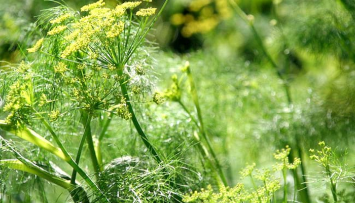 Visita guiada: El jardí mediterrani de Can Boet