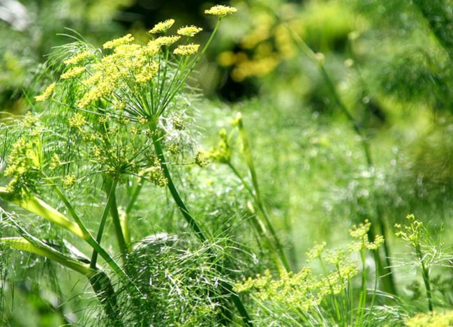 Visita guiada: El jardí mediterrani de Can Boet 1