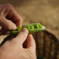 El guisante, una legumbre pequeña pero con alto valor nutricional que protagoniza eventos gastronómicos en el Maresme
