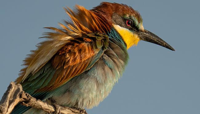 Iniciación a la observación de pájaros en la cordillera Litoral. Salida de campo