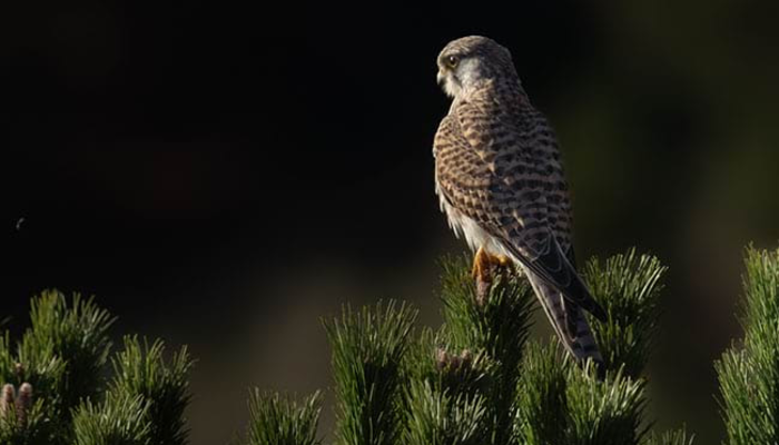 Iniciación a la observación de pájaros. Sesión teórica