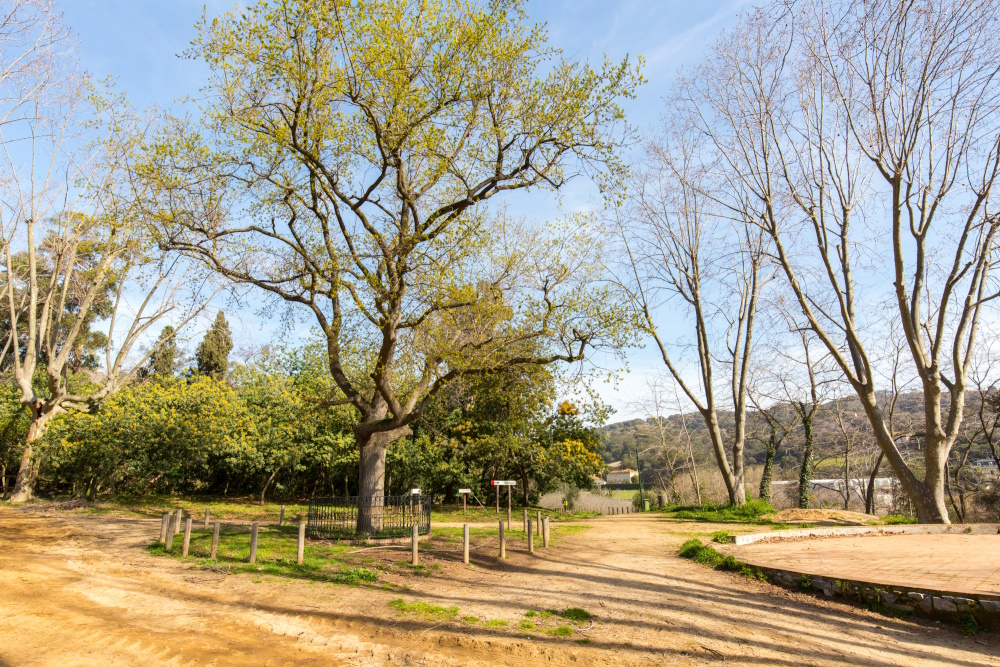 Arbre de Guernika. Foto JM Arenaza